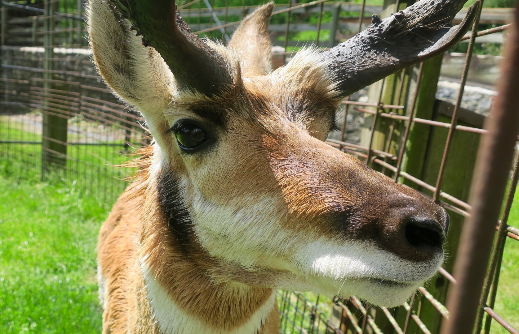 Callum the Pronghorn (Antilocapra americana americana)