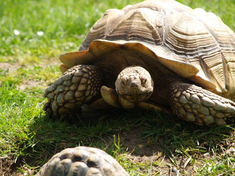 callums wingham pics