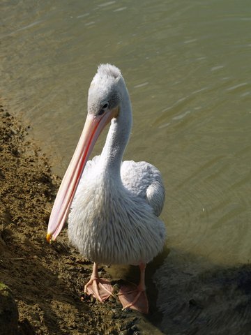 callums wingham pics