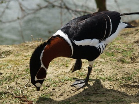 callums wingham pics