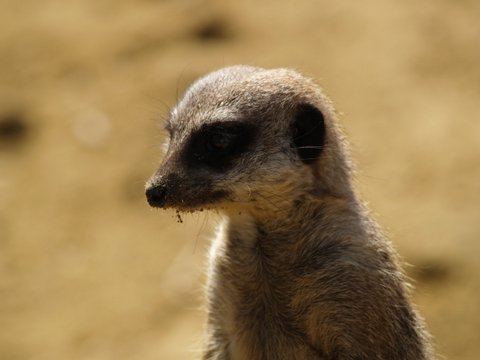 callums wingham pics