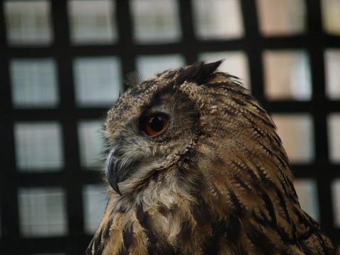 callums wingham pics