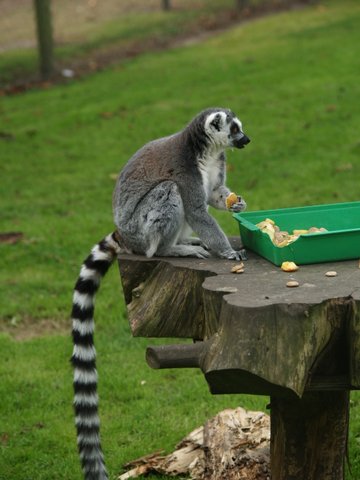 callums wingham pics