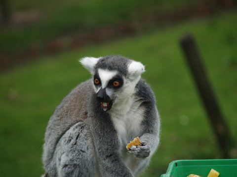 callums wingham pics