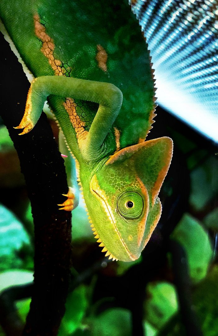 Calm Chameleon