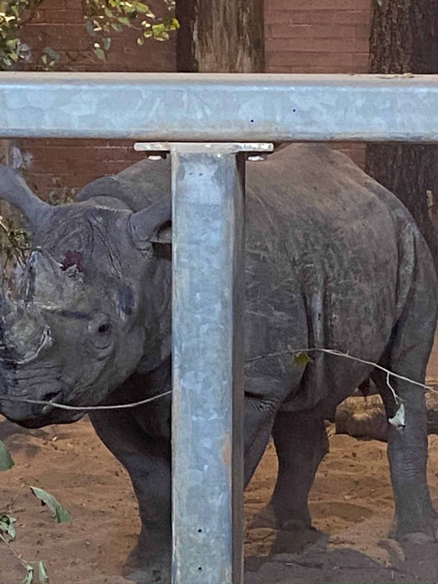 Calmer but wounded sudan