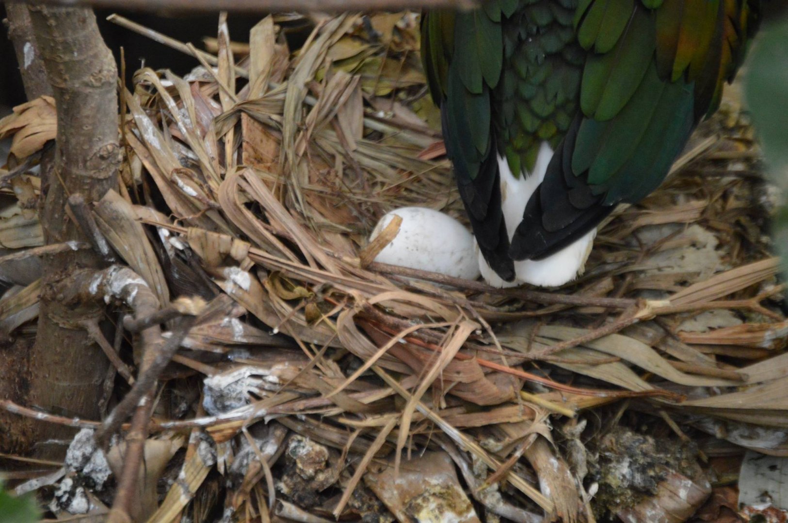 Caloenas nicobarica and a fake egg