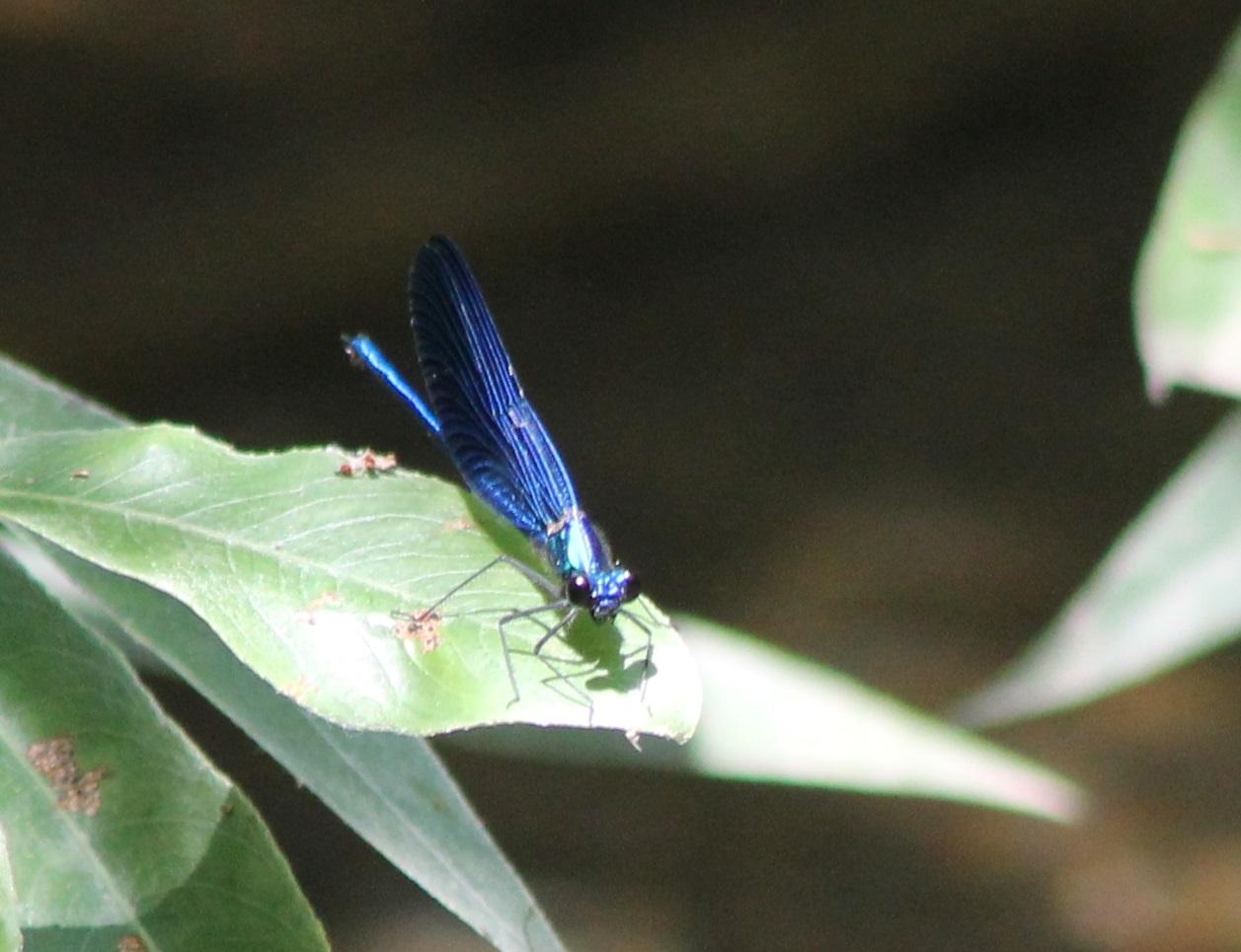 Calopteryx species