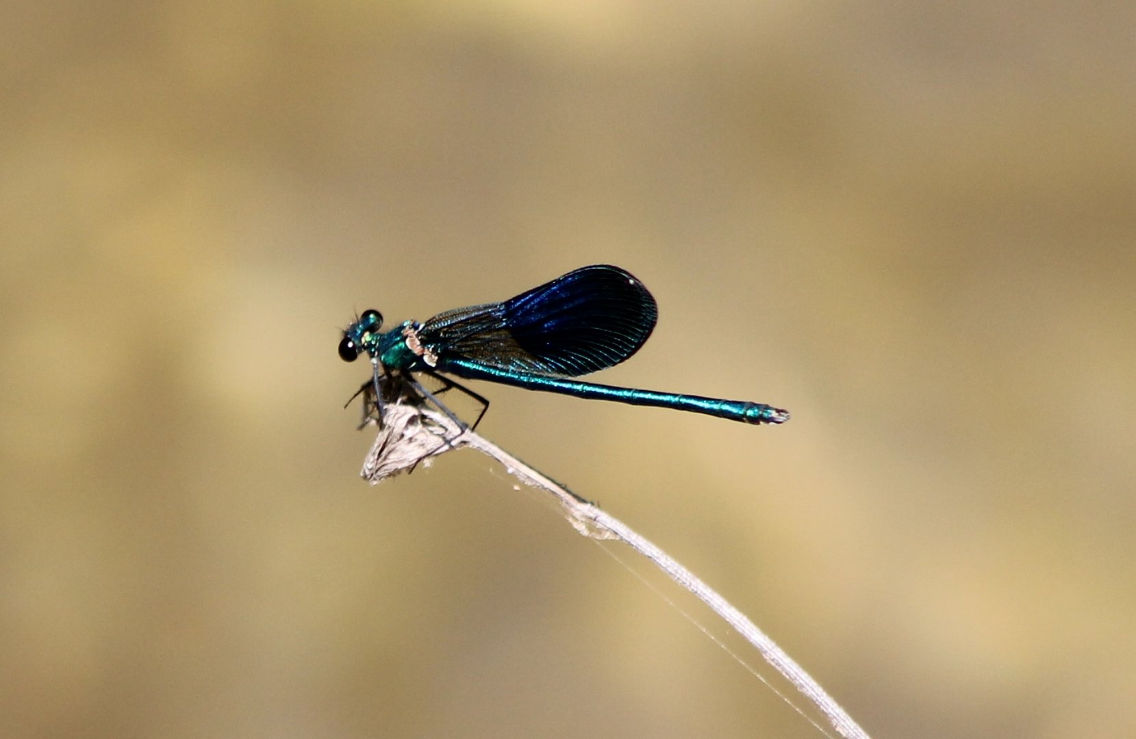 Calopteryx splendens - male