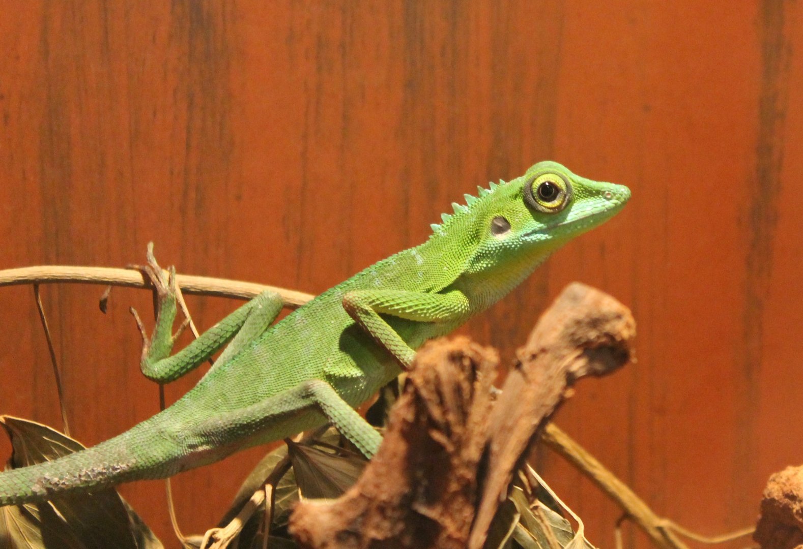 Calotes species ID