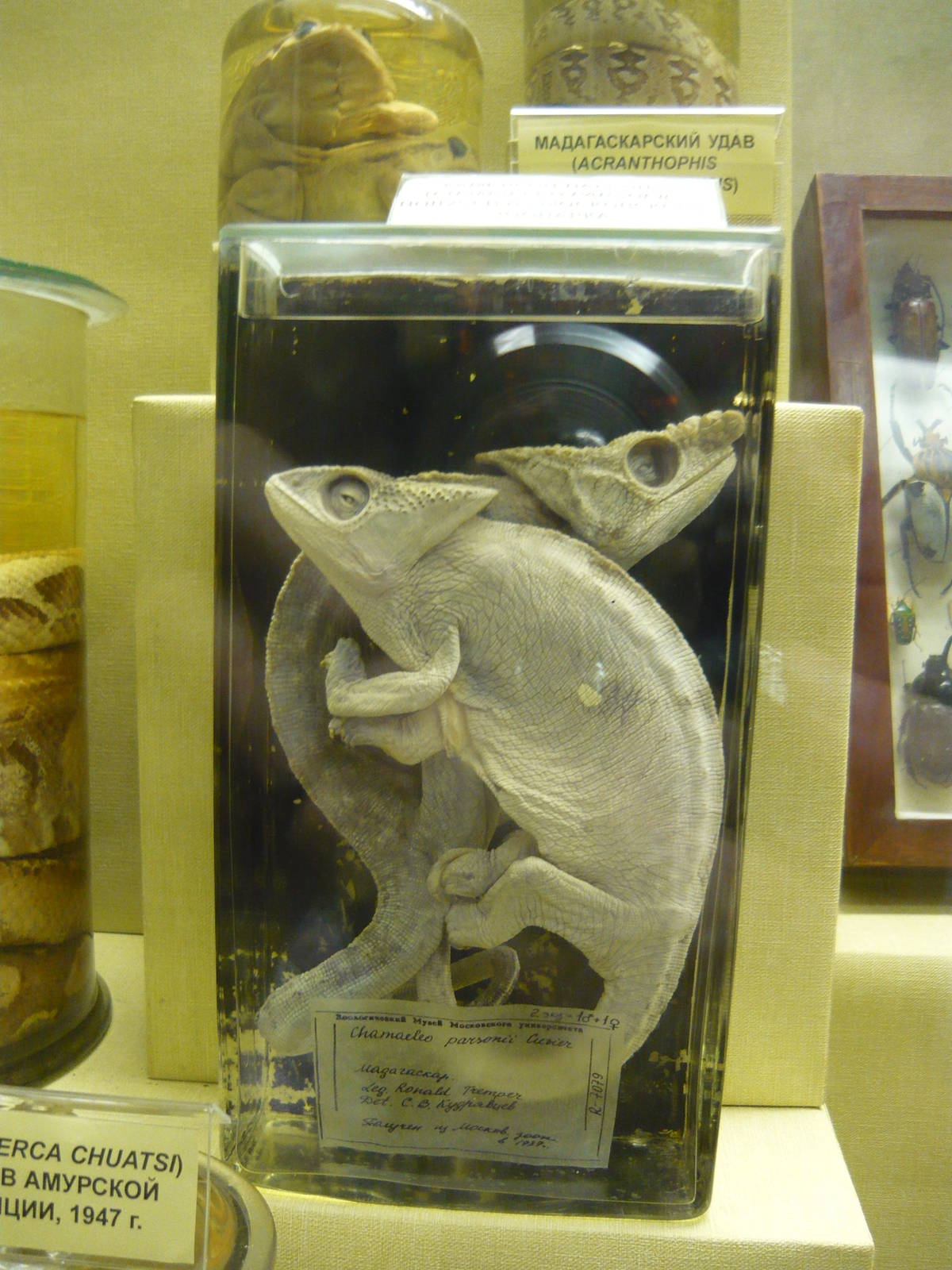 Calumma parsonii wet specimens