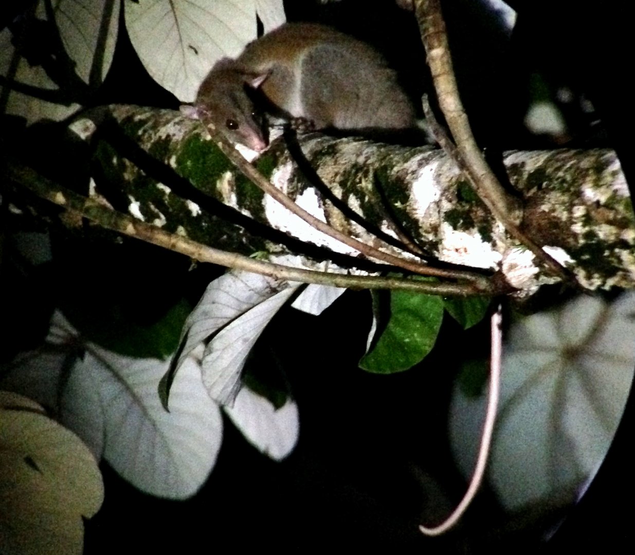 (Caluromys derbianus) Derby’s woolly opossum 2014