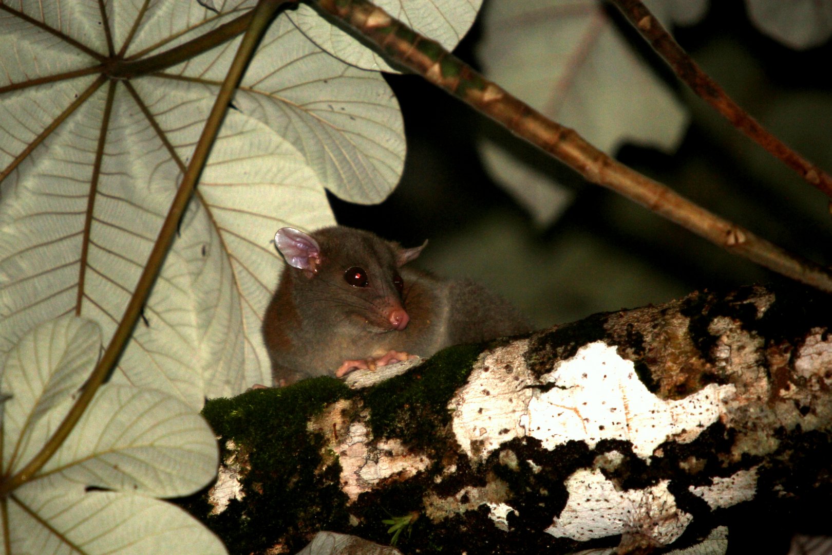 (Caluromys derbianus) Derby’s woolly opossum 2014