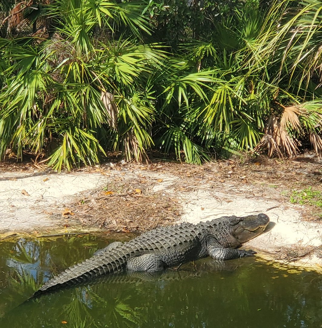 Calusa Nature Center - American Alligator