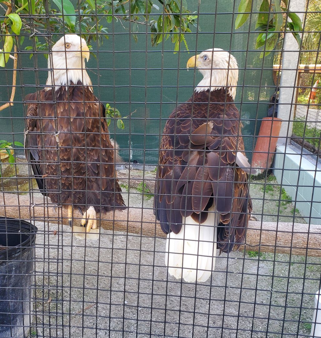 Calusa Nature Center - Bald Eagle