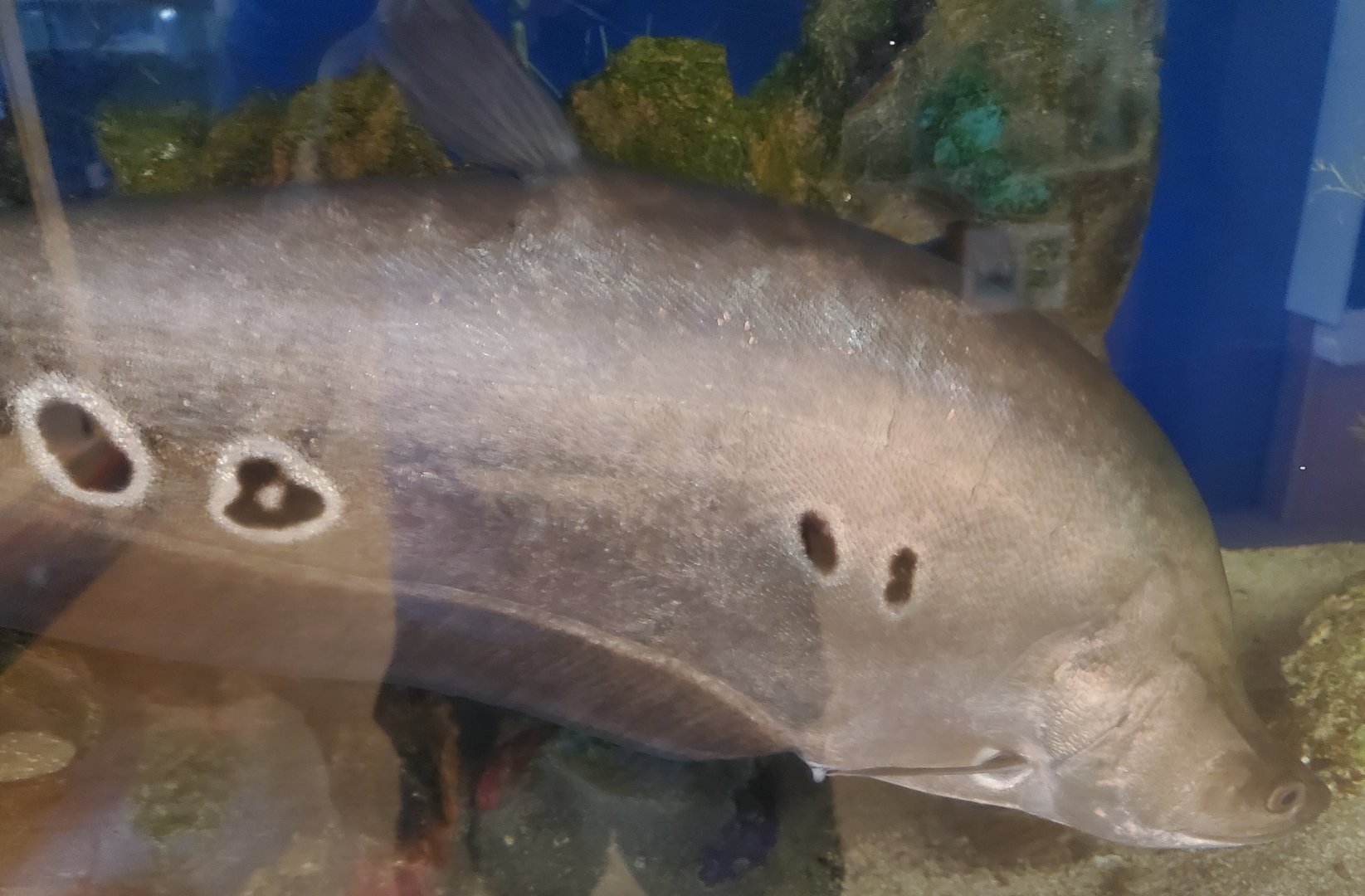 Calusa Nature Center - Clown Knifefish