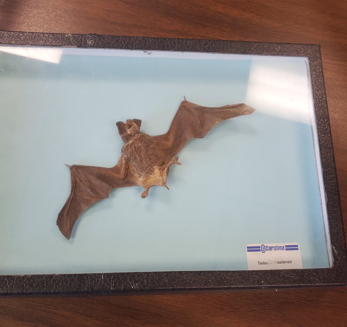 Calusa Nature Center - Dried bat