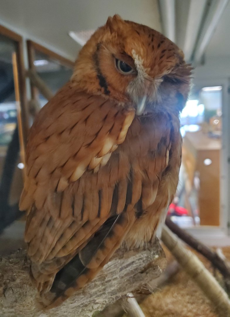 Calusa Nature Center - Eastern Screech Owl