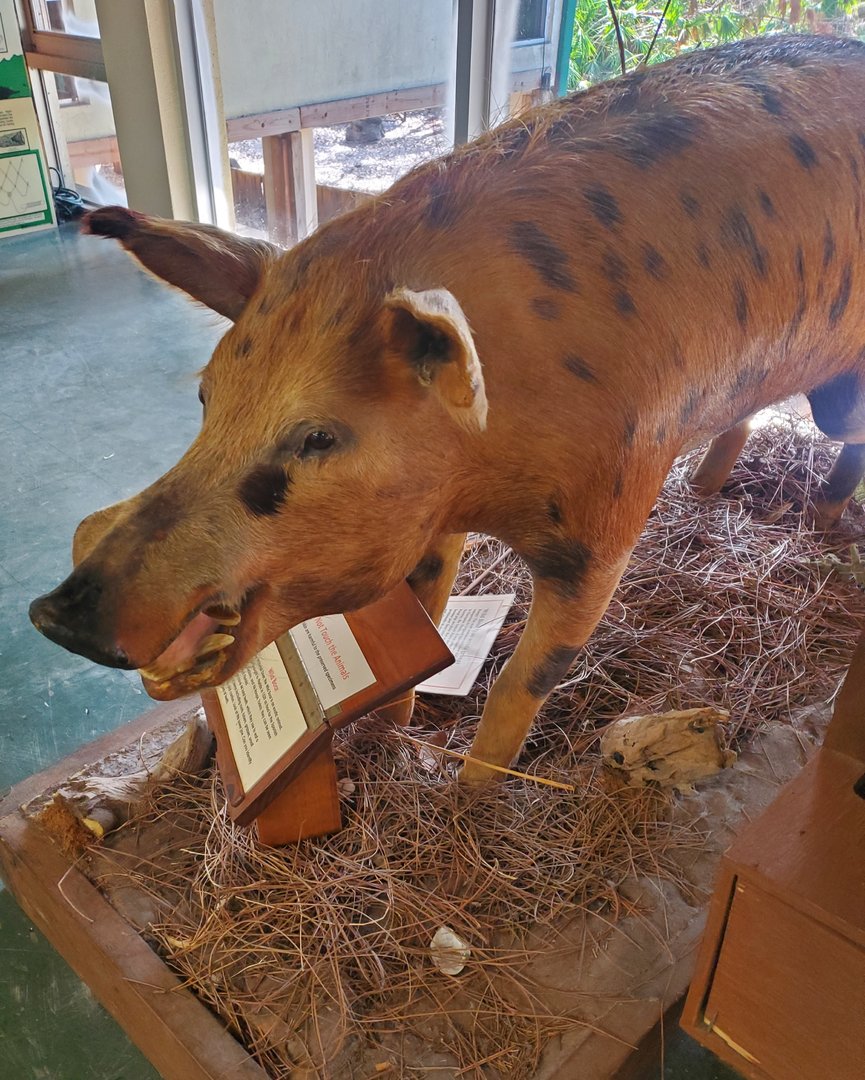 Calusa Nature Center - Feral hog taxidermy