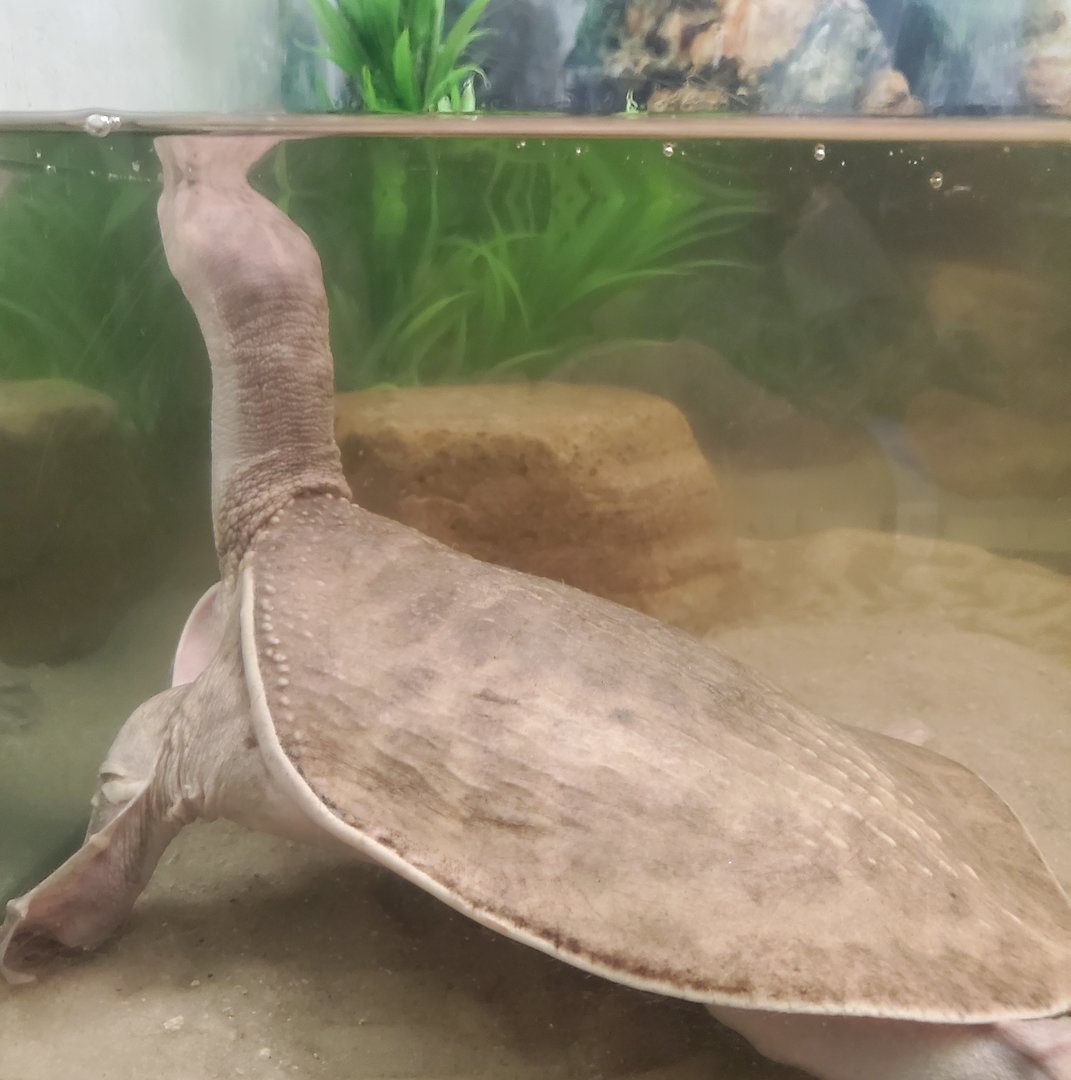 Calusa Nature Center - Florida Softshell