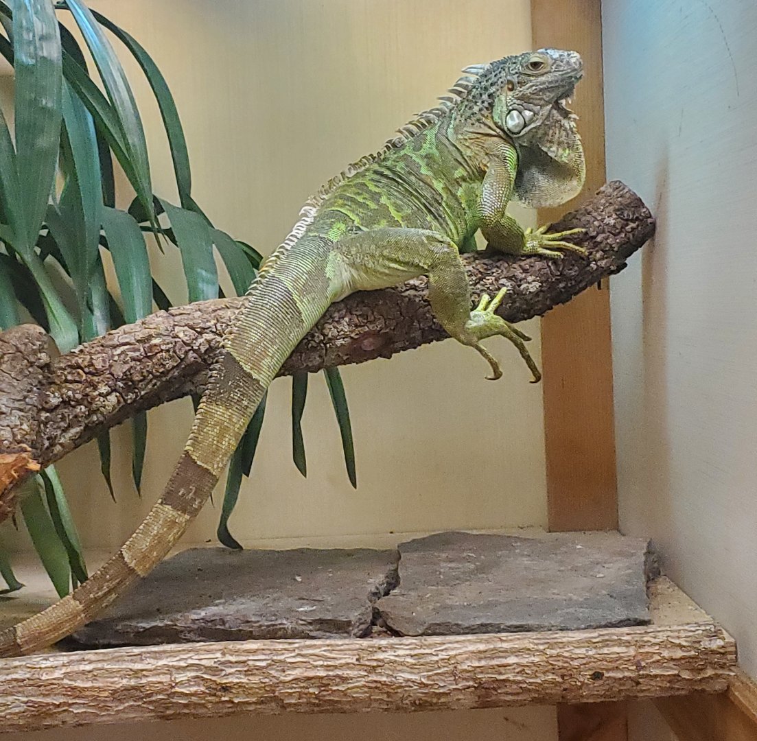Calusa Nature Center - Green Iguana