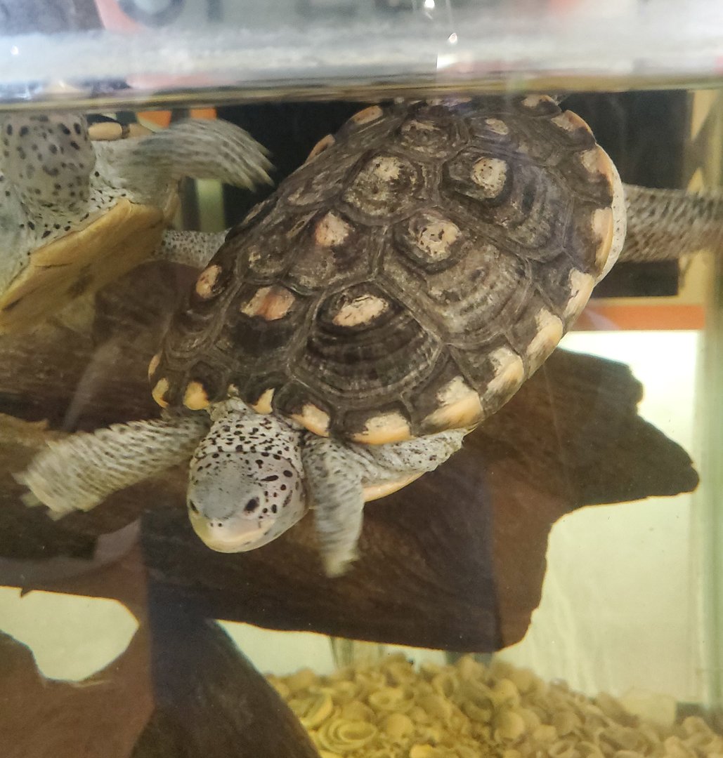 Calusa Nature Center - Ornate Diamondback Terrapin