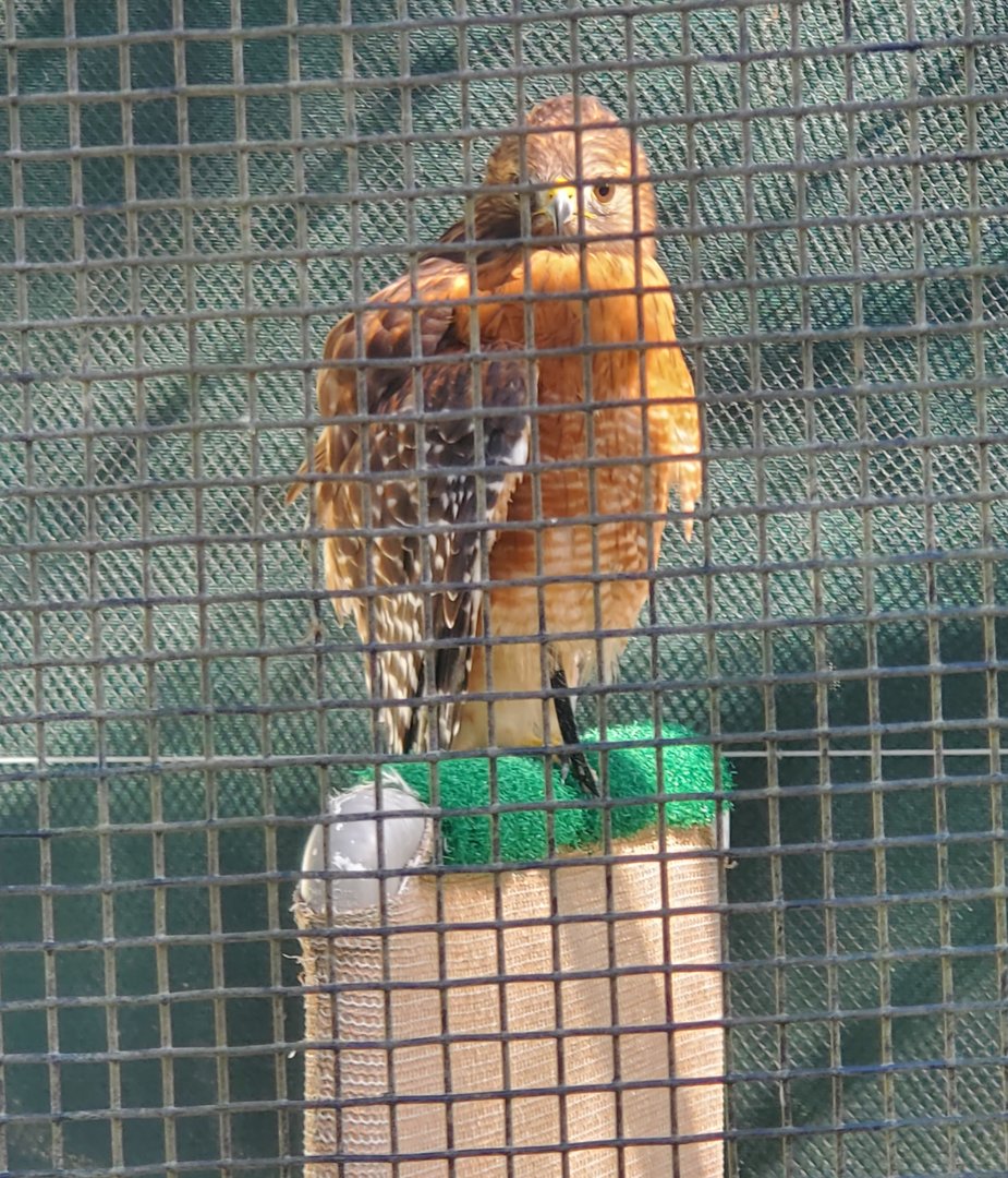 Calusa Nature Center - Red-shouldered Hawk
