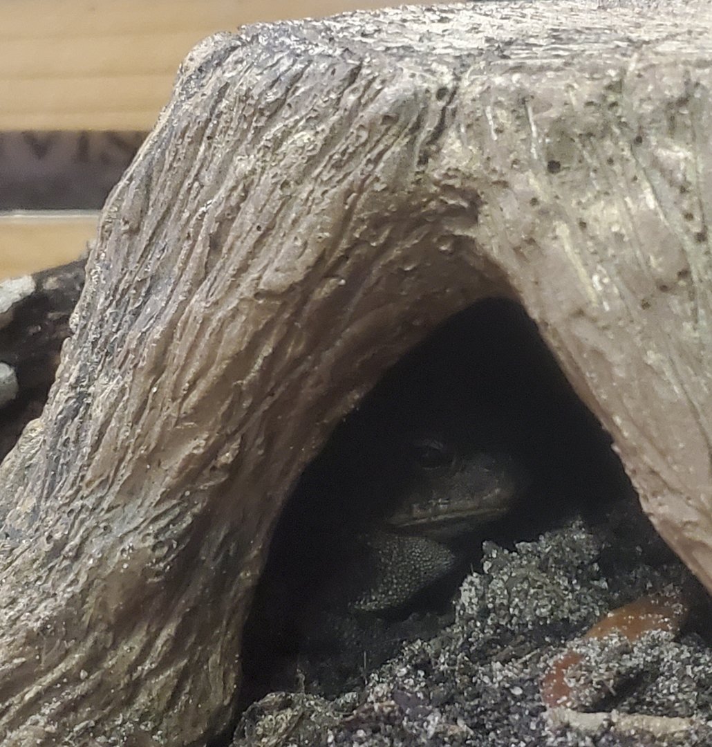 Calusa Nature Center - Southern Toad