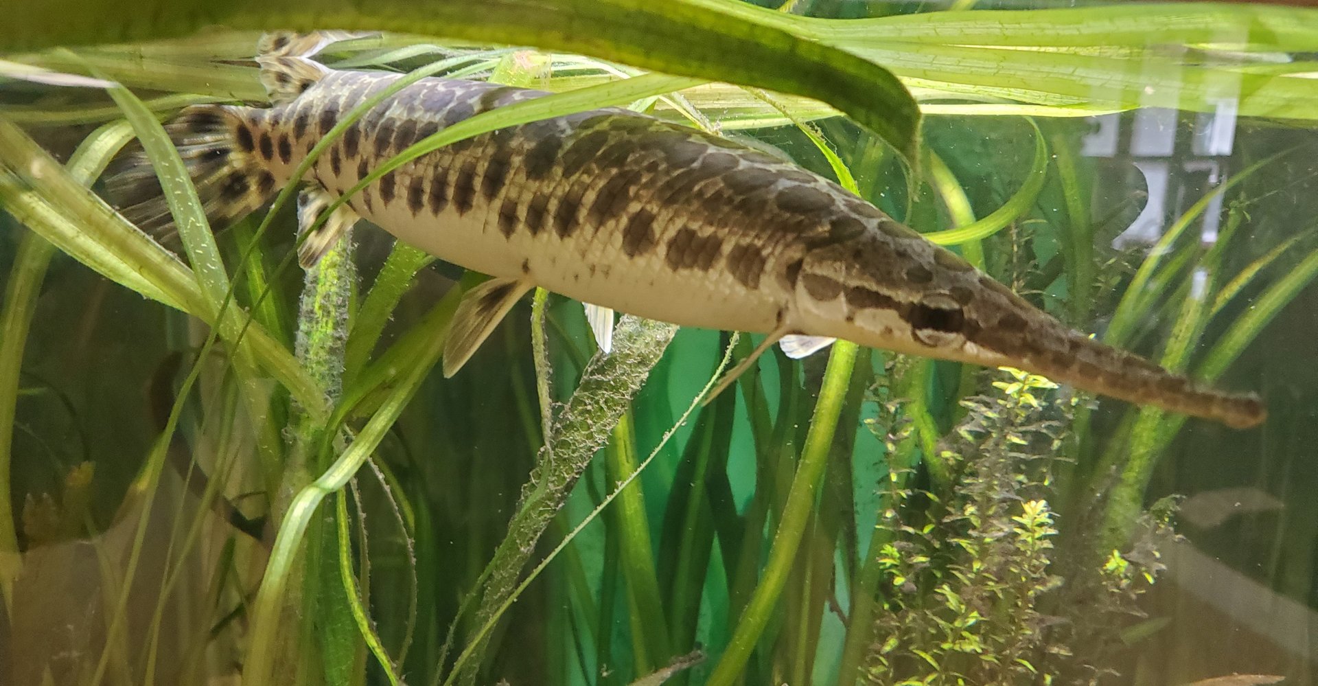 Calusa Nature Center - Spotted Gar