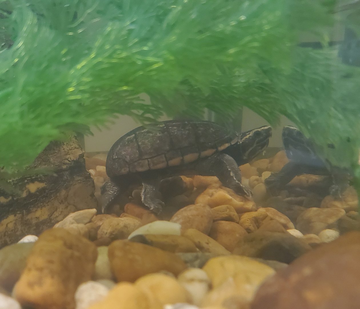 Calusa Nature Center - Striped Mud Turtle