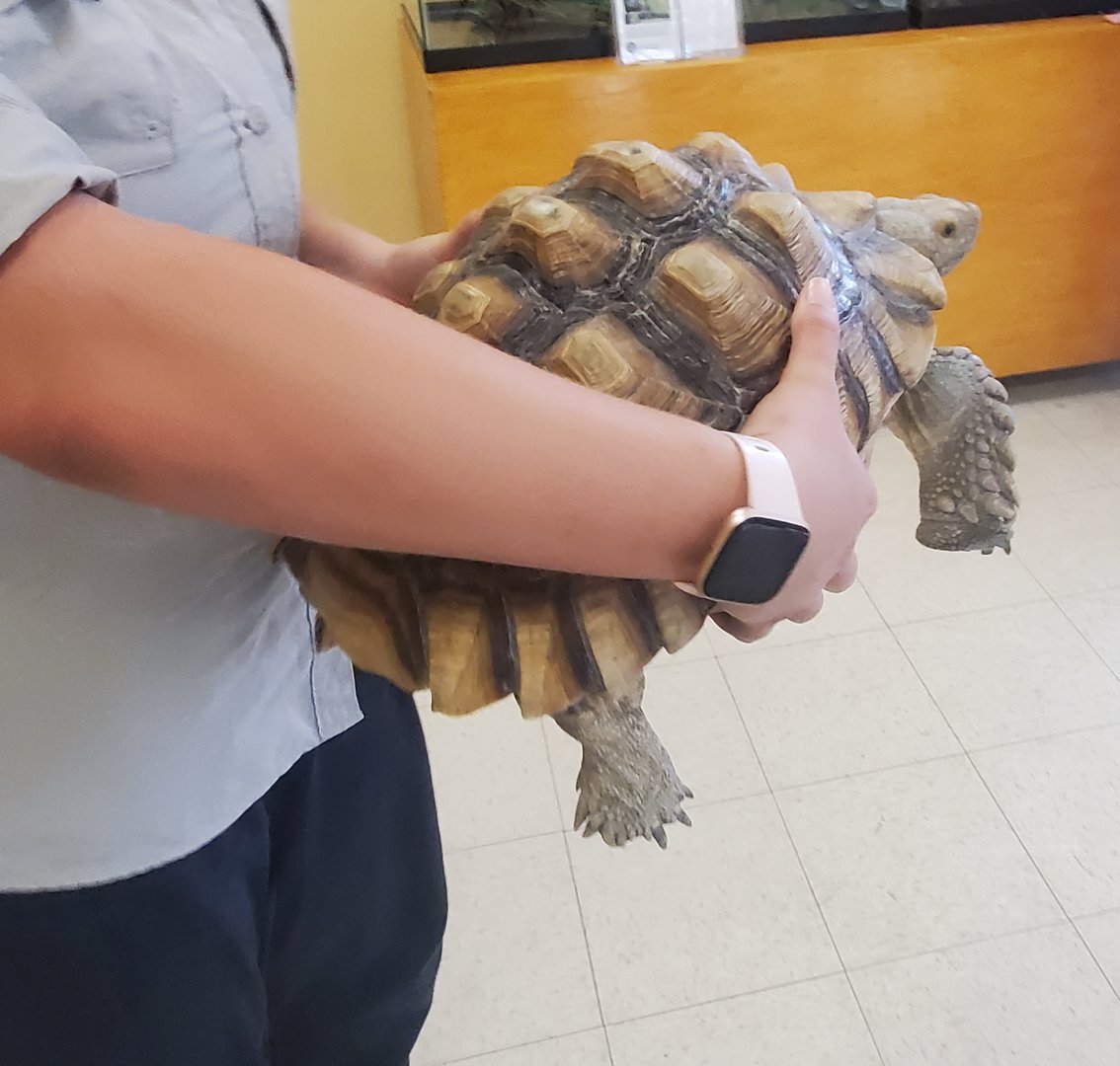 Calusa Nature Center - Sulcata ambassador (presentation)