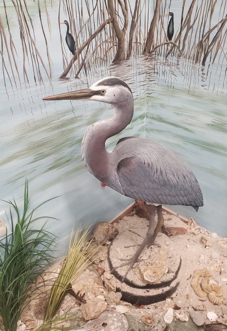 Calusa Nature Center - Wetlands mount