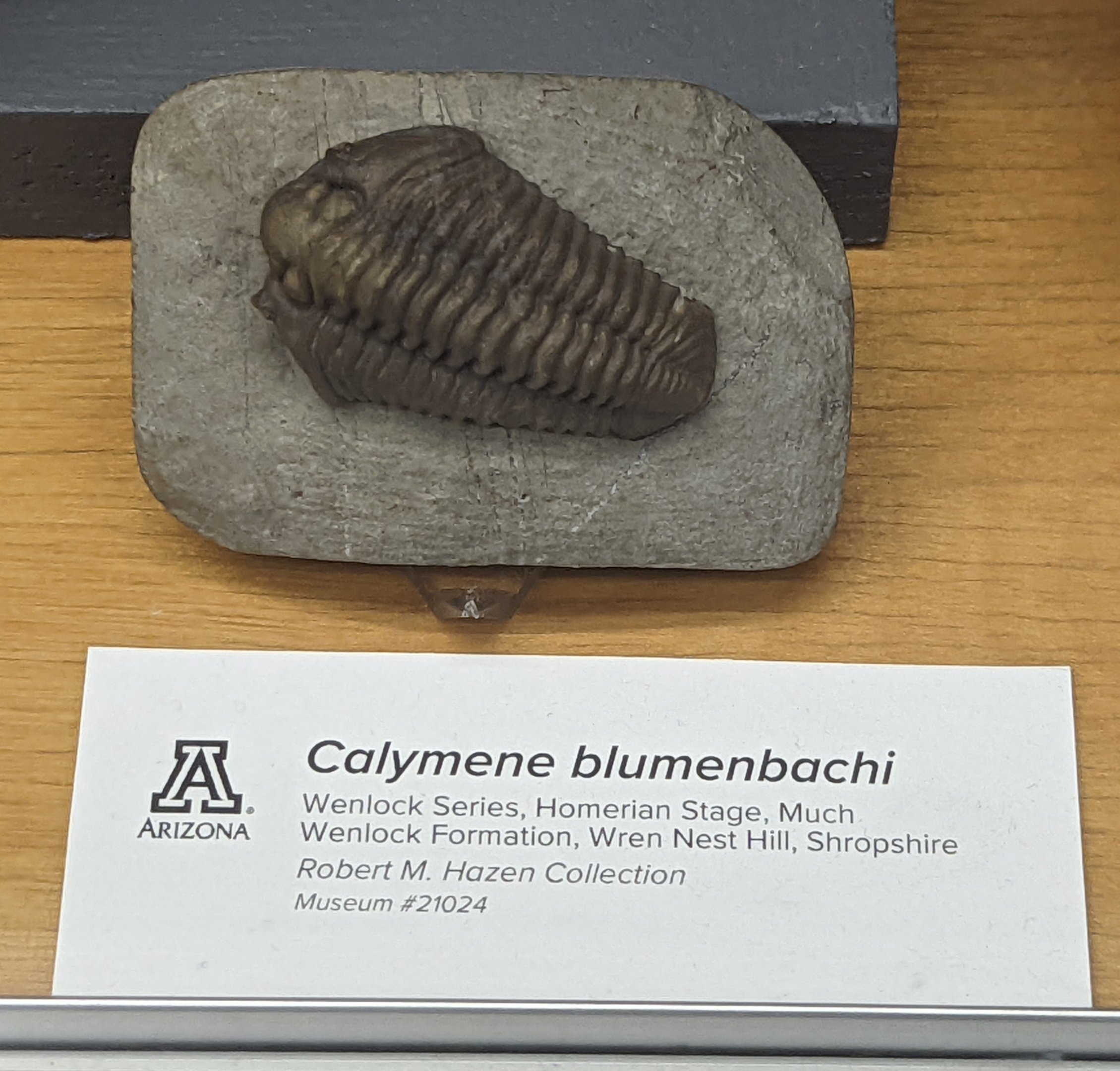 Calymene blumenbachii