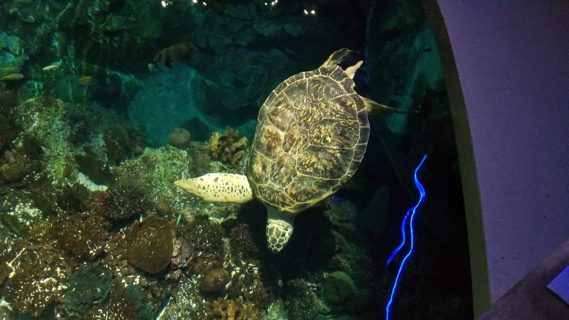 Calypso the green sea turtle