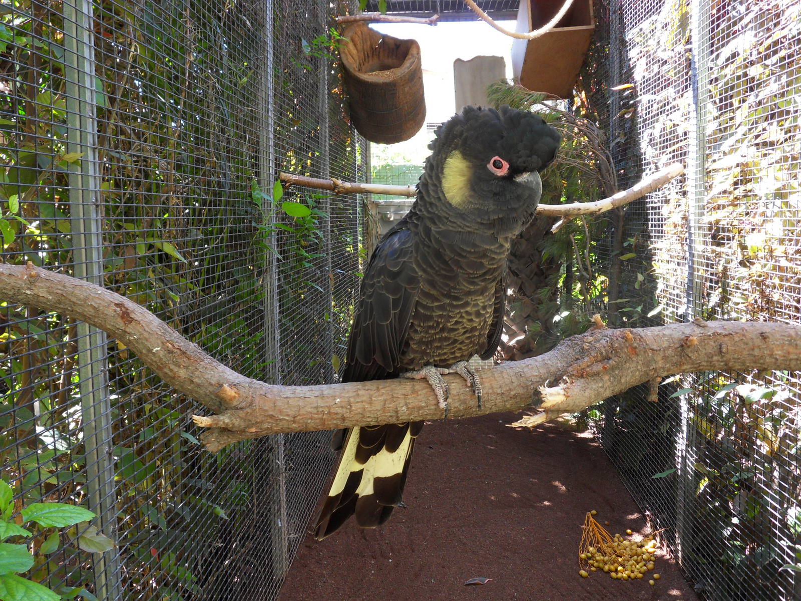 Calyptorhynchus funereus