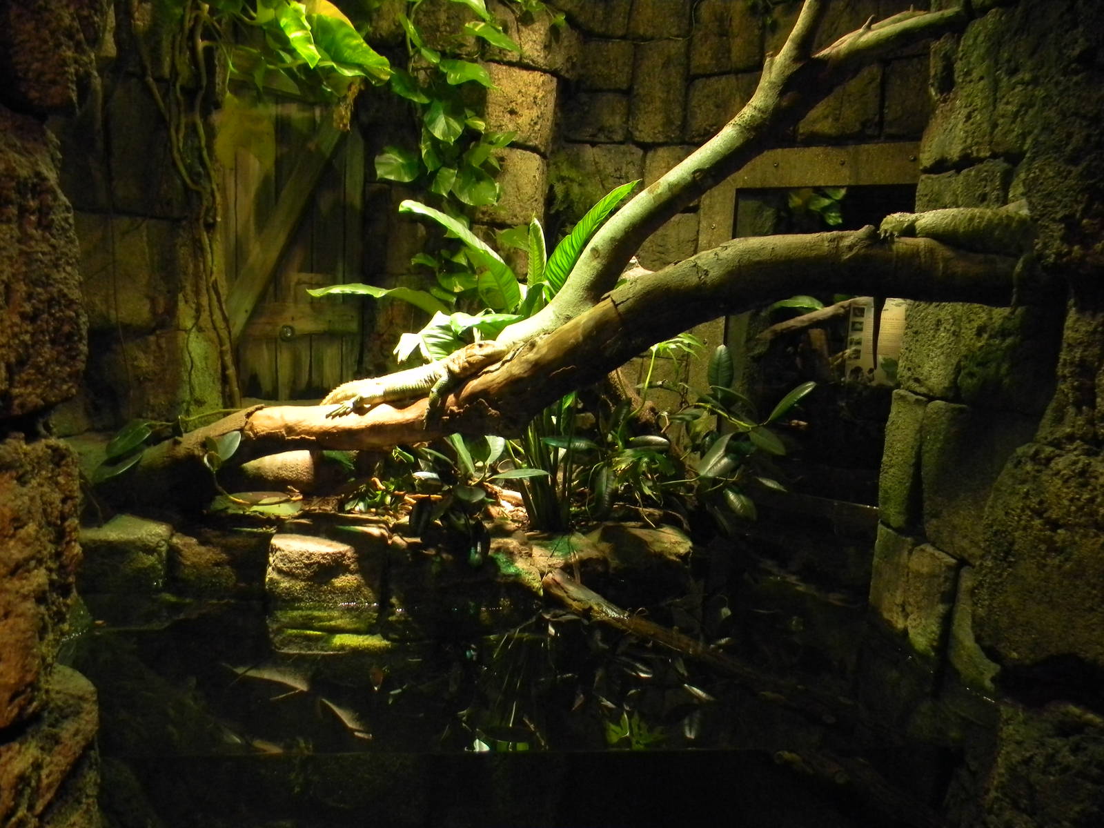 Camain Lizard exhibit