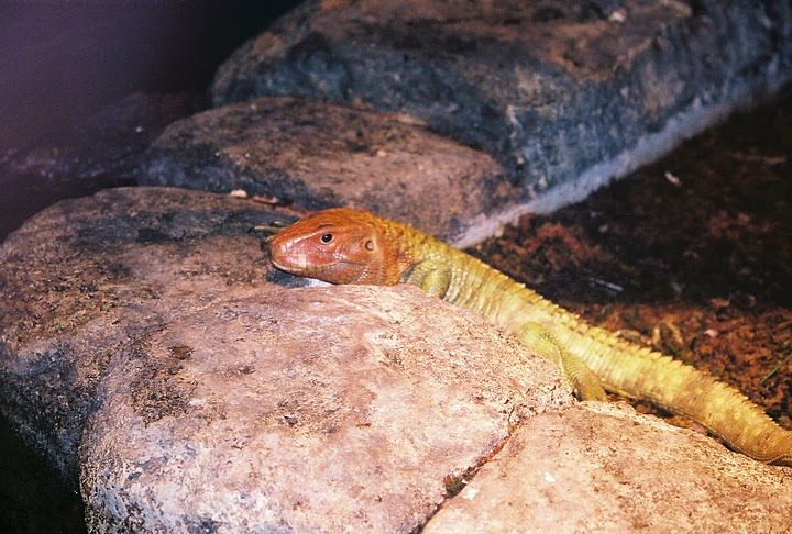 Camain Lizard