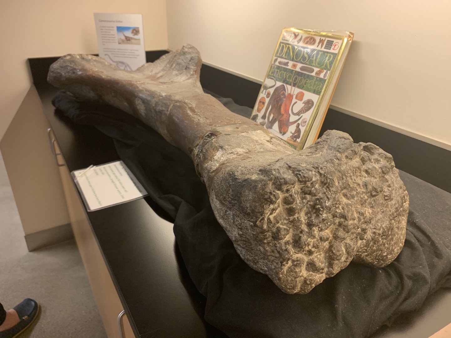 Camarasaurus femur replica