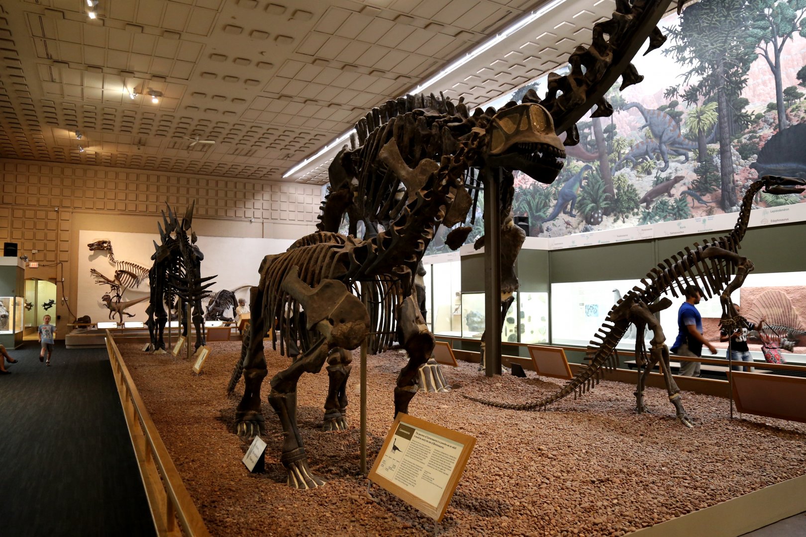 Camarasaurus lentus, Holotype (YPM 1910)