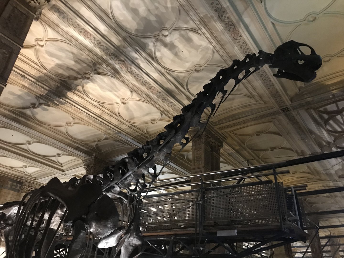 Camarasaurus skeleton