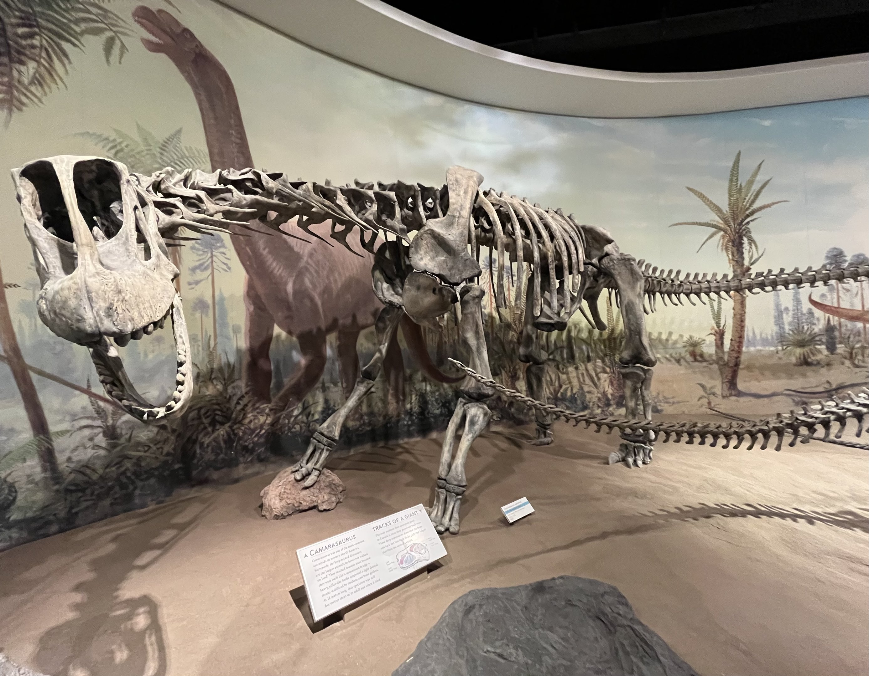 Camarasaurus
