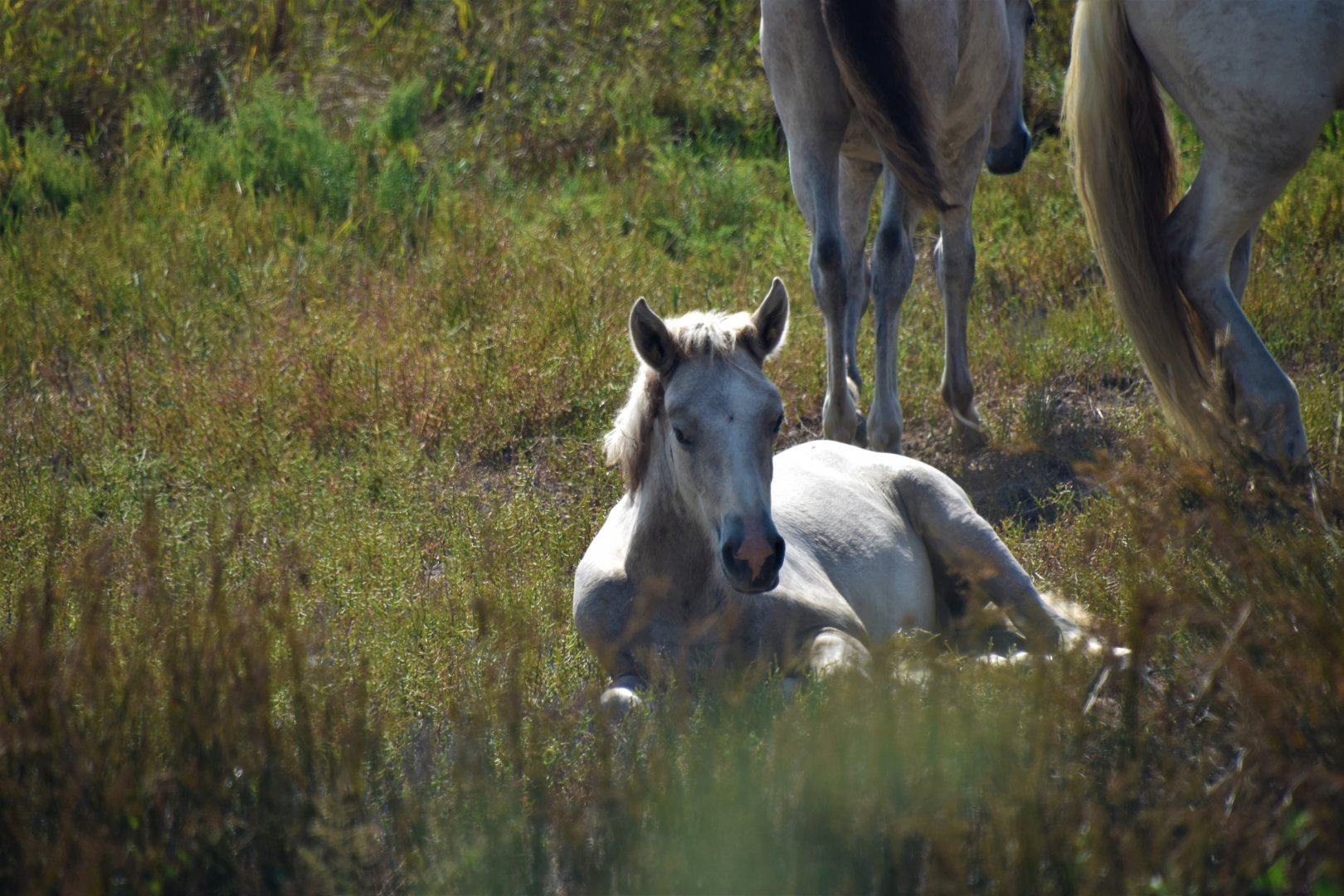 Camargue horse foal