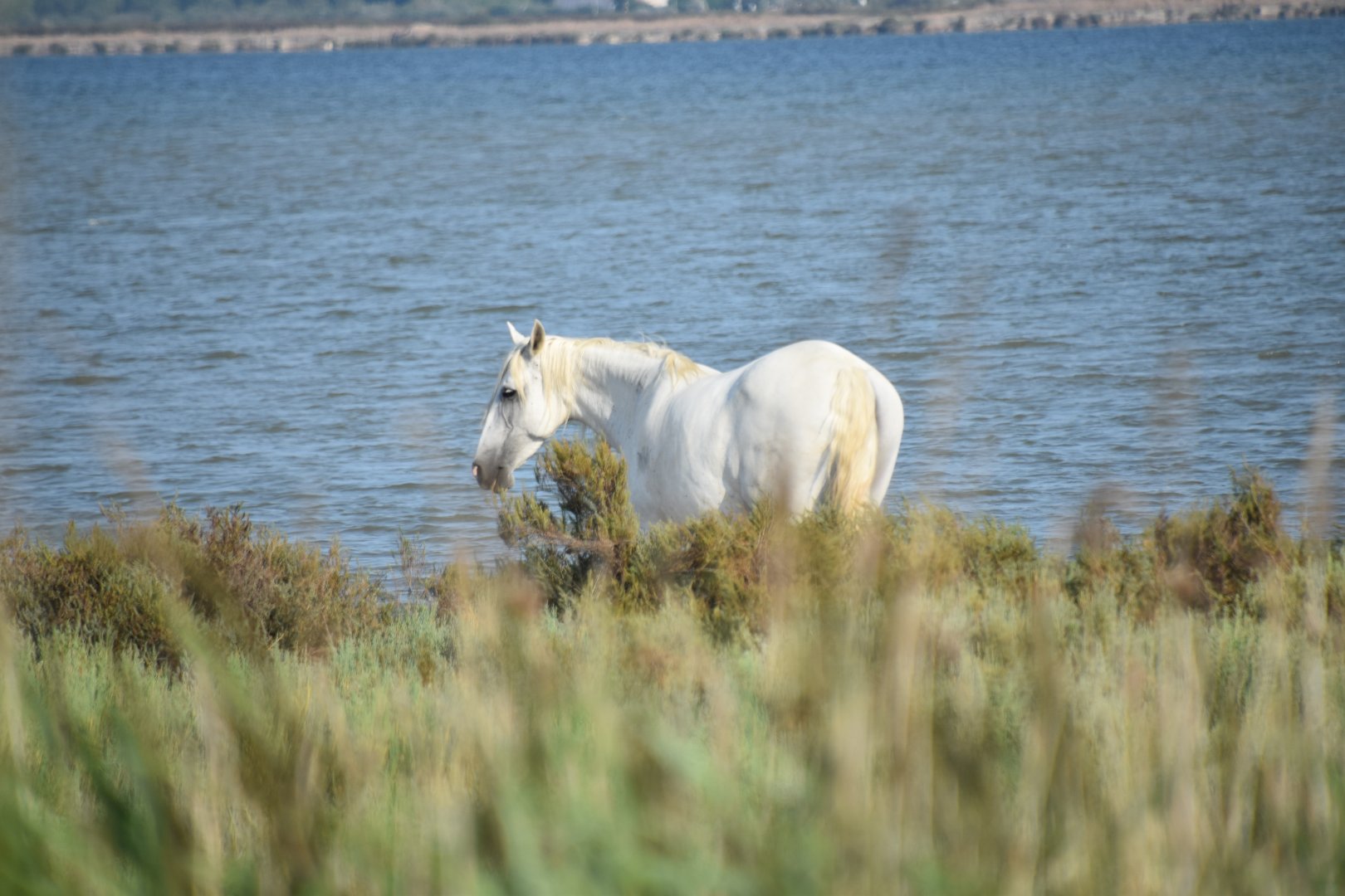 Camargue horse