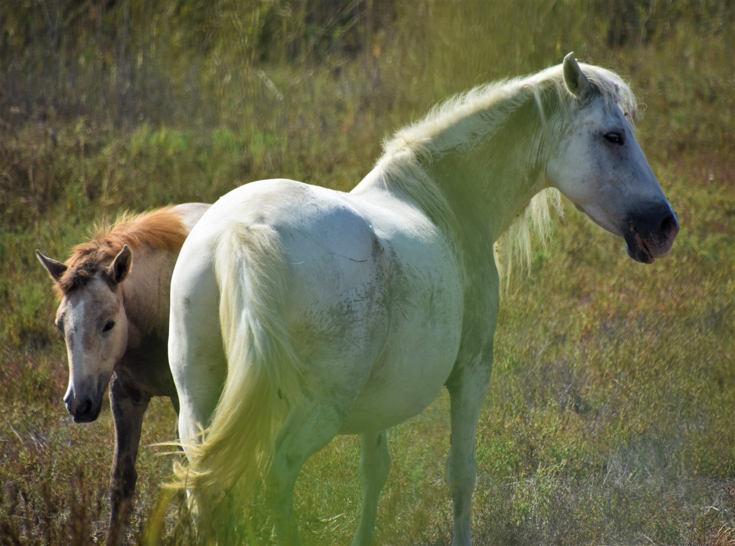 Camargue mare with foal