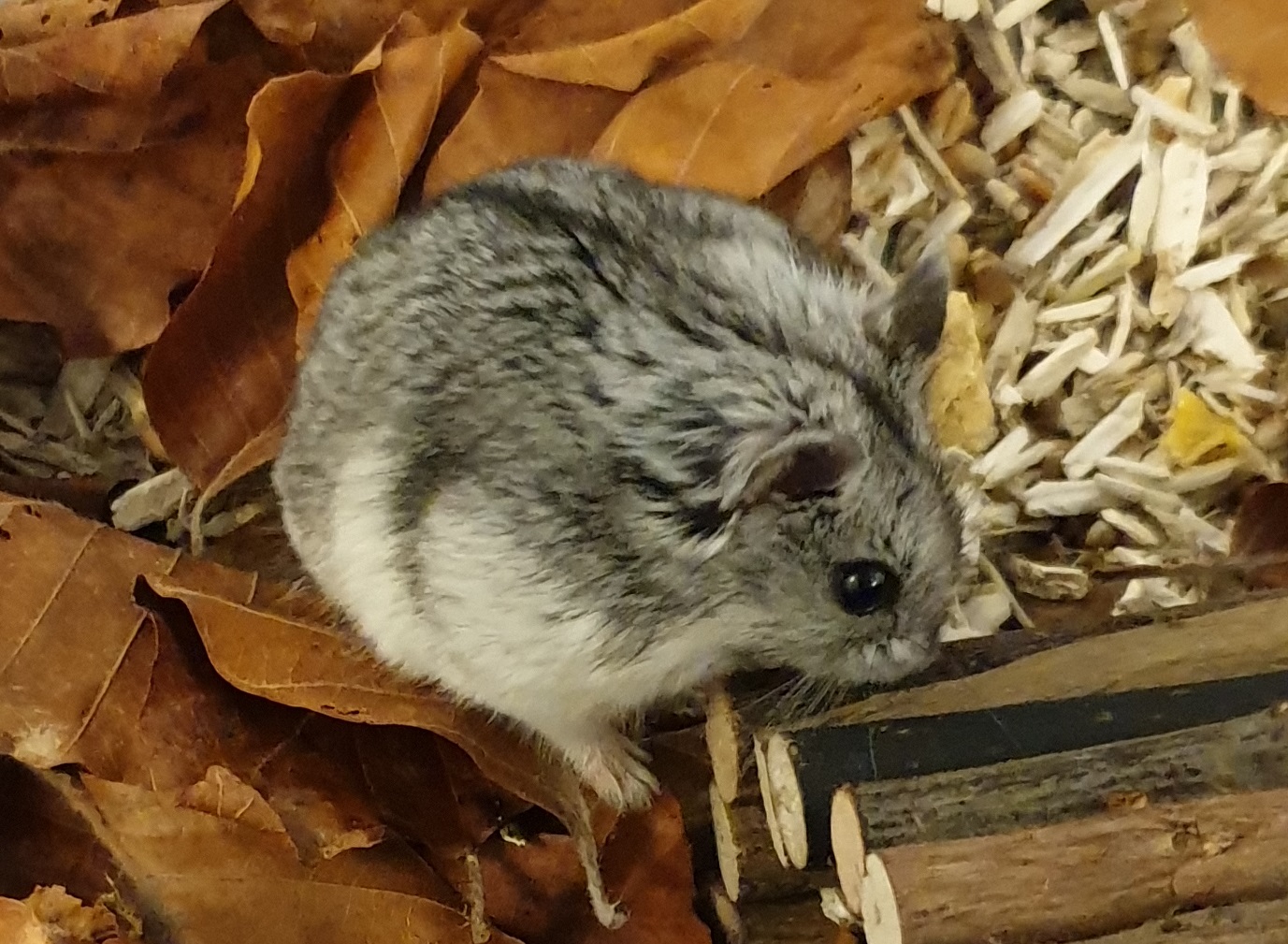 Cambell's dwarf hamster - Phodopus cambelli