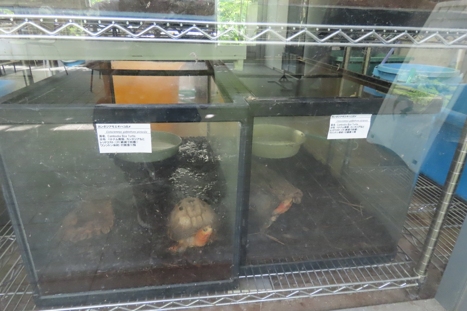 Cambodian box turtle (labelled)