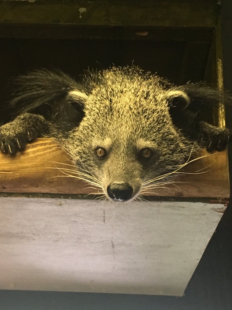 Cambodian/Indochinese binturong (Arctictis binturong albifrons)