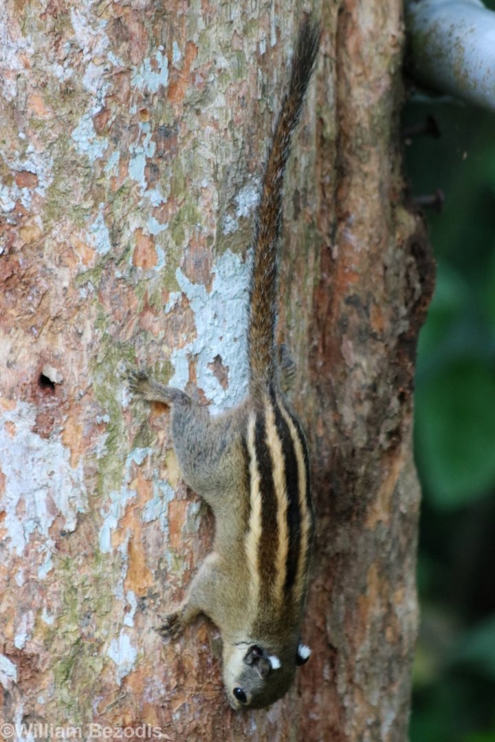 Cambodian Striped Squirrel - Cat Tien