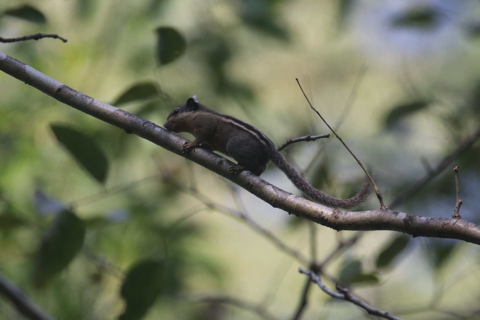 Cambodian striped squirrel in Cat tien