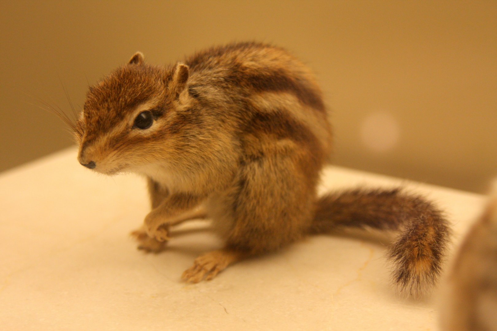 Cambodian striped squirrel (Tamiops rodolphii)